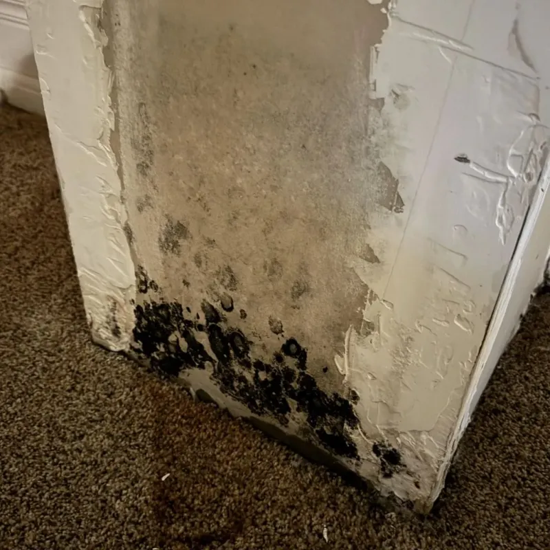 Professional Mold Removal in Gordon, GA
